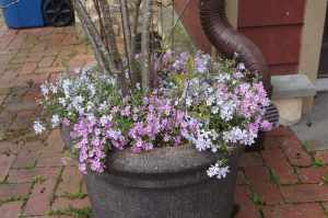 chester-county-landscaper_304