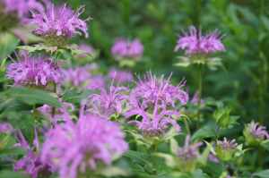 chester-county-landscaper_306