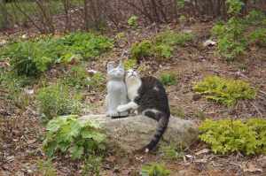 chester-county-landscaper_308