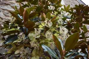 chester-county-landscaper_329