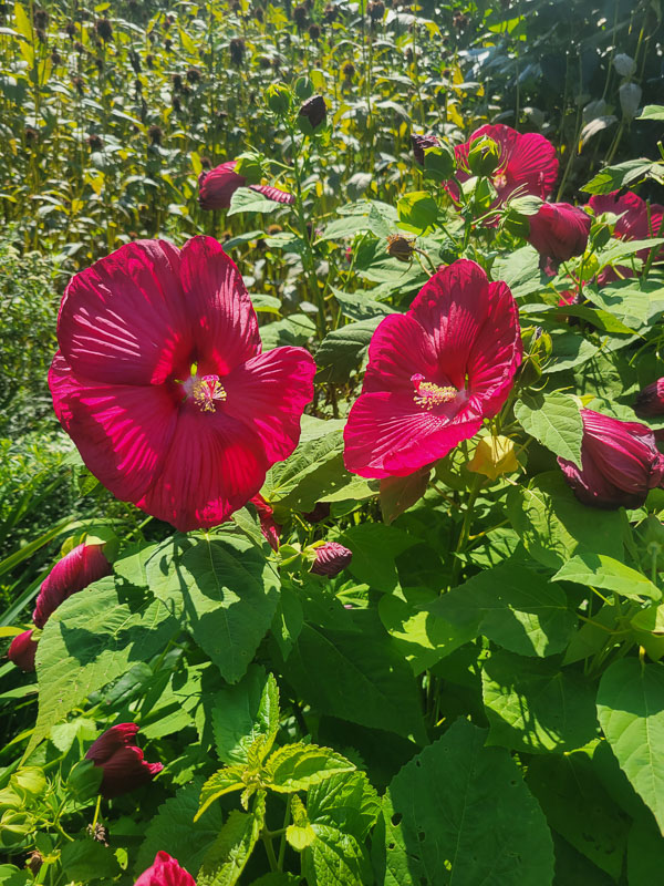 KM Gardens Landscaping