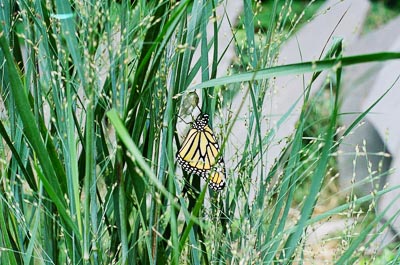 Butterfly in the grass