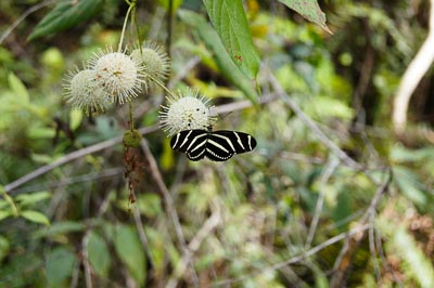 Butterfly in the garden