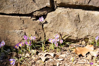 Retaining wall with small pink flowers